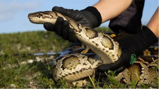 PF investiga grupo que usava Correios para traficar animais