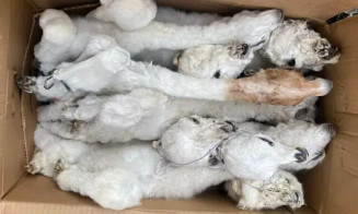 Fetos empalhados encontrados pela Receita. (Foto: Divulgação)