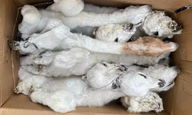 Fetos empalhados encontrados pela Receita. (Foto: Divulgação)