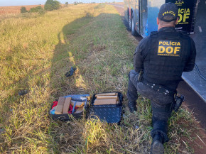 Passageira que seguia com maconha para Minas Gerais é presa pelo DOF na região de Amambai