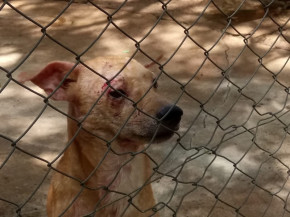 Lei garante que qualquer pessoa na companhia da polícia poderá resgatar animal em maus tratos
