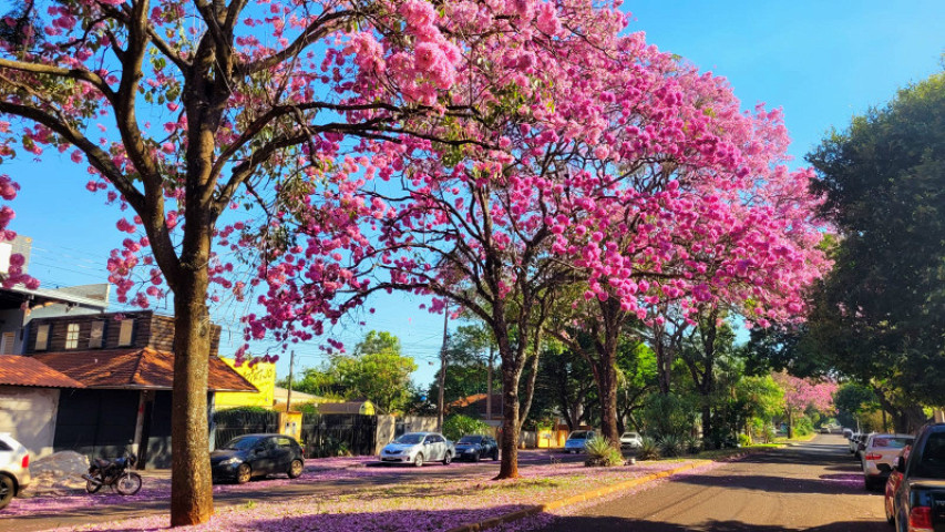 IPê rosa está bastante presente na rua Onofre Pereira de Matos, em Dourados - Fotos: Flávio Verão