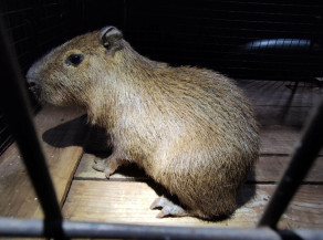 Polícia apreende filhote de capivara em boca de fumo
