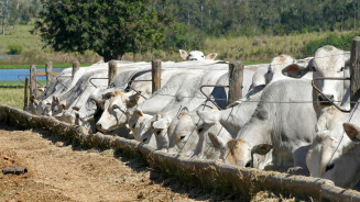 Pantanal Tech MS promoverá painéis empresariais sobre mercado da carne e nutrição animal