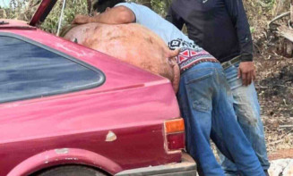 7 pessoas já foram identificadas e ouvidas no caso furto de porcos