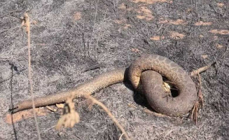 Cobra morre carbonizada no Pantanal. — Foto: Itamar Silva/TV Morena