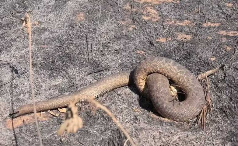 Cobra morre carbonizada no Pantanal. — Foto: Itamar Silva/TV Morena