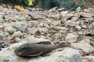 Peixe morto no leito seco do rio da Prata. (Foto: Thalyta Andrade/TV Morena)