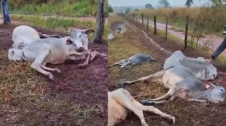 Gado não resiste ao frio e morre em fazenda de MS
