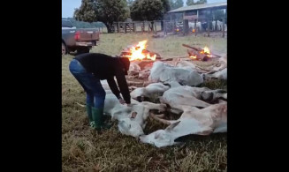 Pecuaristas fazem fogueira para salvar gado do frio na região sul de MS
