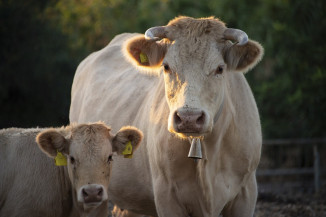 Arame farpado ou liso: qual o melhor cercamento para animais?