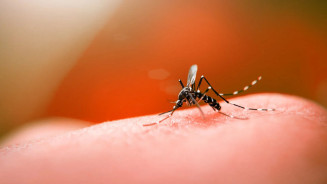 Boletim mostra que MS está há suas semanas se morte por dengue