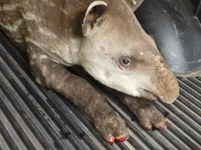 PMA resgata no Pantanal anta com patas queimadas