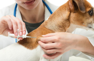 Caravana vai castrar e microchipar 21 mil animais em MS