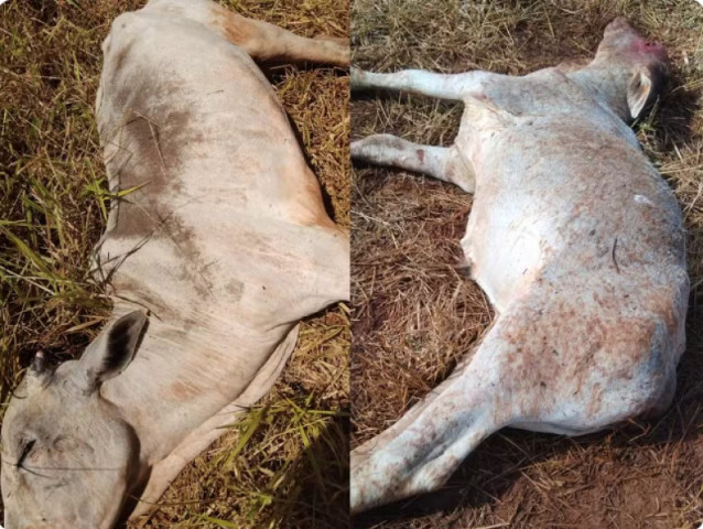 Perda de animais em propriedade rural na cidade de Sidrolândia - Foto: Divulgação