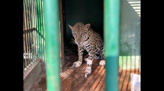 Onça-pintada ferida é restagada em fazenda do Pantanal