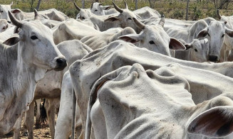 Produtora rural leva multa por desnutrição e morte de animais