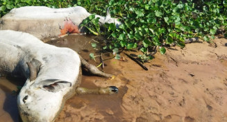 Mortes de Gado à beira de rio é alerta para maus-tratos