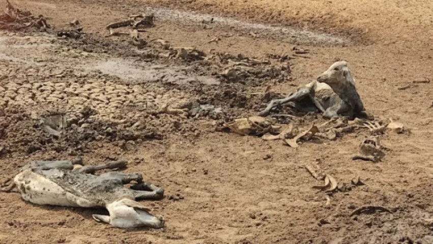 Animais estavam em fazenda próxima ao Rio Taquari (Foto: Divulgação/PMA)