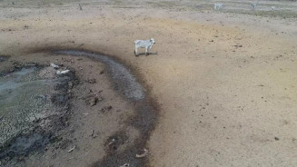 Proprietário rural de MS que deixou 50 cabeças de gado morrerem atoladas no Pantanal ganha liberdade