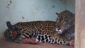 Morre onça  resgatada debilitada e com patas queimadas no Pantanal