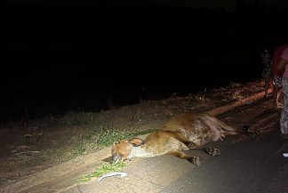 Vacas na pista provocam acidente na BR-463