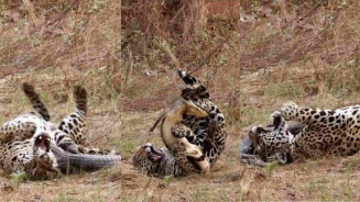 Ao invés de comer, onça quis se divertir com cadáver de sua vítima – (Fotos: Lucas Morgado)