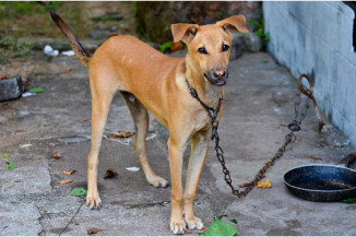 Se aprovada, lei trará multa para tutor que manter animal preso