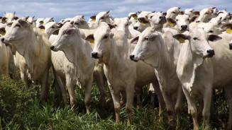 MS registra caso de raiva bovina