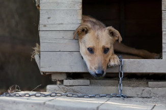 Aprovado projeto que multa tutor em até R$ 3 mil que acorrentar cães e gatos