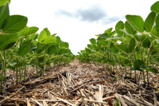 Plantio de soja chega a 72% em MS