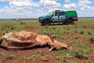PMA encontra animais mortos e multa fazendeiro em R$ 15 mil