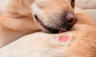 Sarna em cachorro: como proteger seu pet nas férias de verão