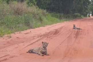 Filhotes de onça são avistados em estrada de MS