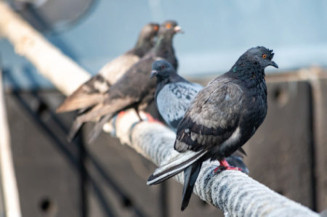 “Doença do pombo” deixa homem com comprometimento neurológico