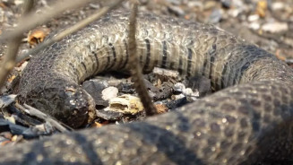 Cobra-d'água (Helicops leopardinus) encontrada morta durante a emergência no Pantanal (Foto: Gabriela do Valle /Acervo Pesquisadores)