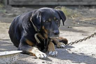 Entra em vigor lei com multa de até R$ 3 mil para tutor que acorrentar cão e gato