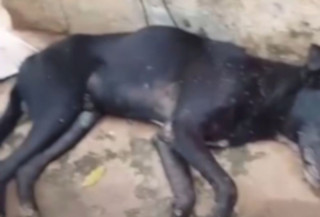 Idoso com histórico de maus-tratos é preso por espancar cachorro