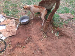 Ivinhema há diversos cães e gatos em situação de abandono, diz MPMS
