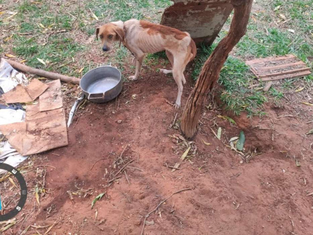 Ivinhema há diversos cães e gatos em situação de abandono, diz MPMS