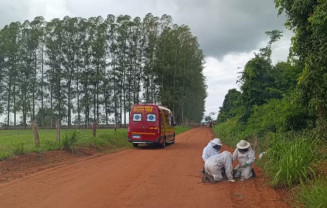 Homem fura barreira policial, foge para apiário e morre em ataque de abelhas