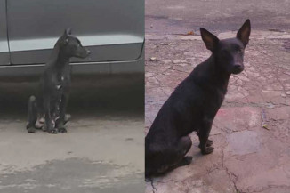 Mulher que abandonou cadela no meio da rua vai pagar multa de R$ 3 mil