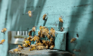 Criança sobrevive a ataque de abelhas após levar 1,1 mil picadas em Sidrolândia
