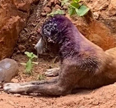 Mulher é presa pela Polícia Civil em MS por maus-tratos a animais