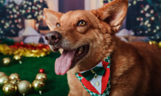 MS lança carteira de identidade para animais de estimação