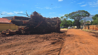 Árvore gigante caiu no dia 3 de dezembro do ano passado