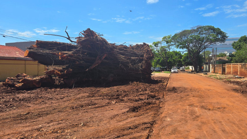Árvore gigante caiu no dia 3 de dezembro do ano passado