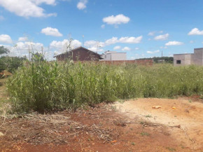 Com a chuvarada dos últimos dias, muitos terrenos estão com mato alto
