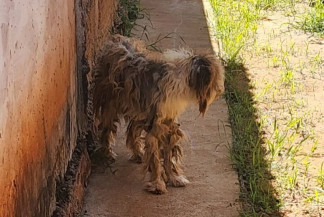 Cachorro em estado "cadavérico" é resgatado em MS