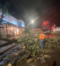 Prefeito Marçal Filho fez live de árvore caída na avenida José Roberto Teixeira